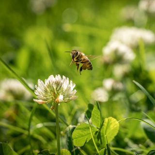 Bee flying next to white clover in grass lawn