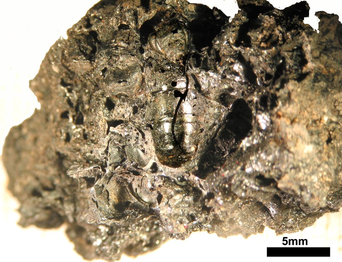 Scientists discovered charred honeycombs, preserved honeybees (shown here) and honeybee products on the floor of a workshop at an Etruscan trade center in Milan, Italy.