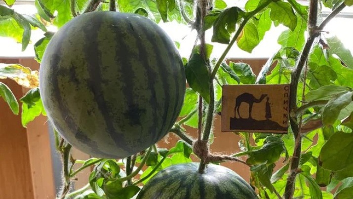  Russian scientists have grown watermelons in the coldest place on Earth 