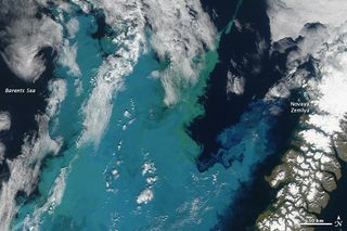 NASA's Aqua satellite captured this image of a brilliantly colored phytoplankton bloom off the coast of Novaya Zemlya, a Russian island, on Aug. 24. 