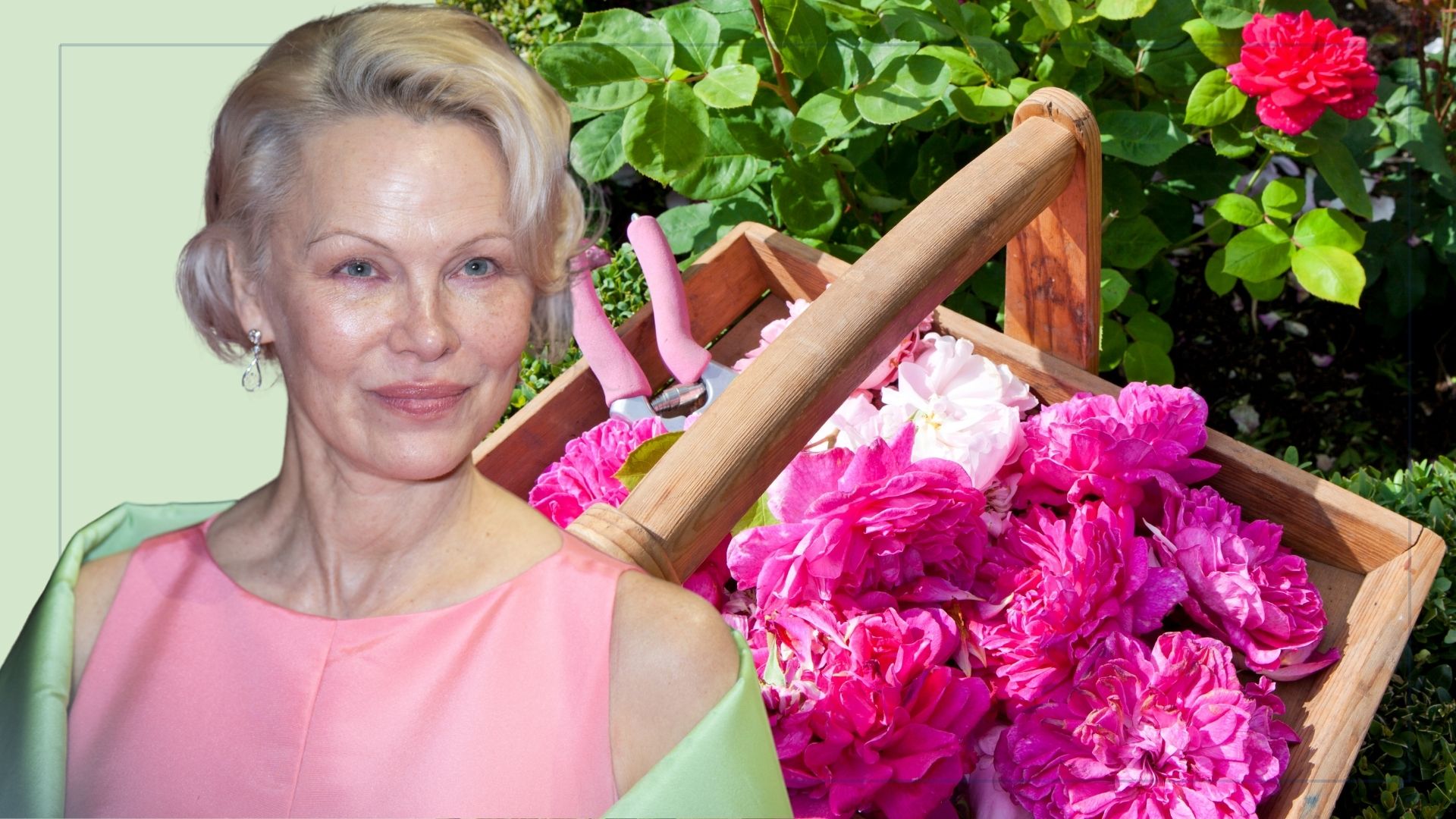 picture of roses cut inside a wooden basket with a cut out image of pamela anderson over top 