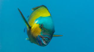 A bullethead parrotfish (Chlorurus sordidus) that appears to be smiling, showing off its teeth. bearacreative via Shutterstock