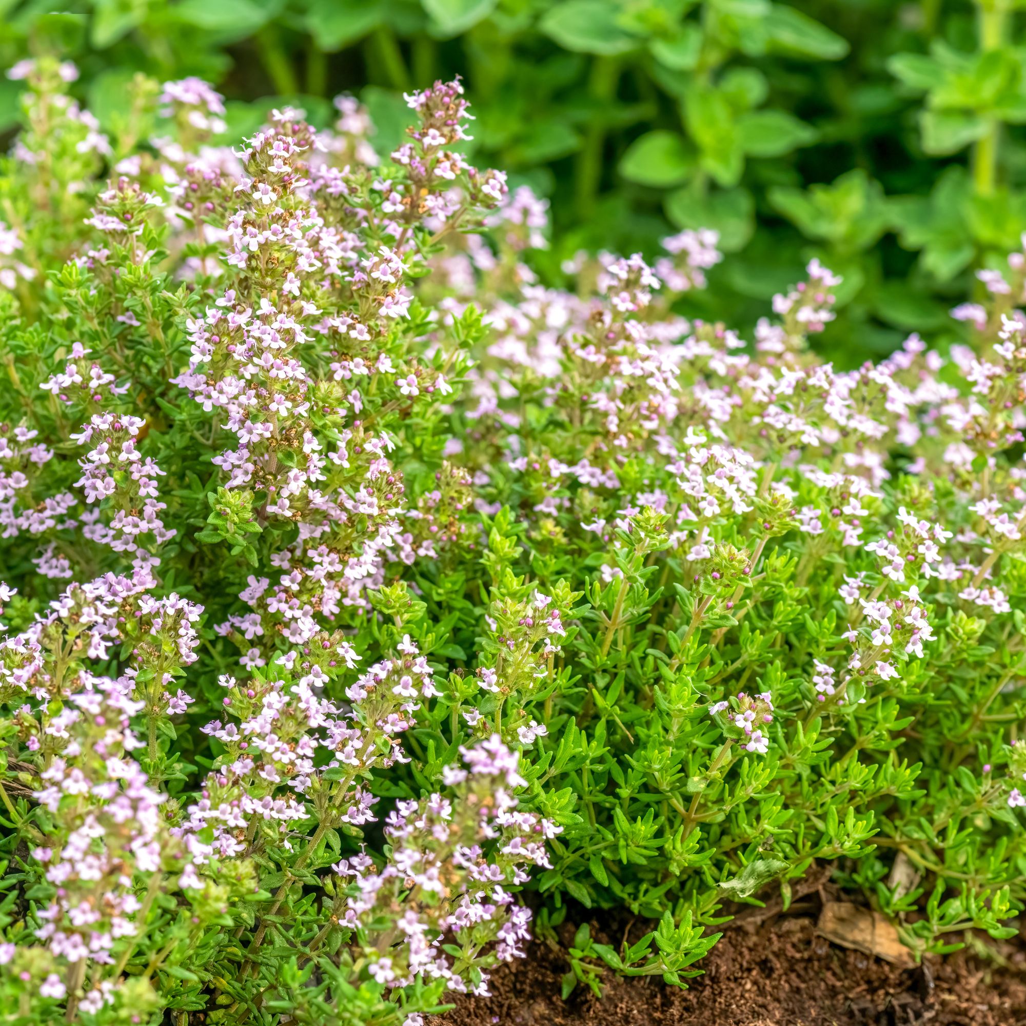 Thyme plant growing in garden