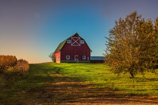 Red barn in Illinois landscape with grassy field, cornfield, and a couple trees.