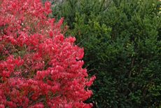 Red Burning Bush