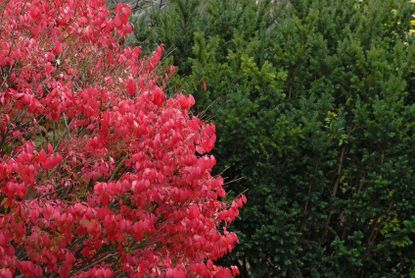 Red Burning Bush