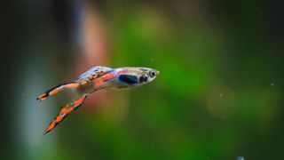 endlers fish, a small fish with grey, black and orange markings