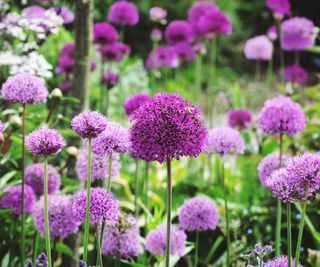 flowering allium purple sensation in bloom
