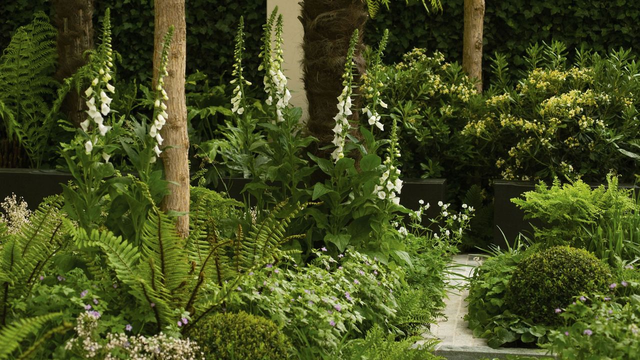 white foxgloves (Digitalis purpurea albiflora) in shade garden