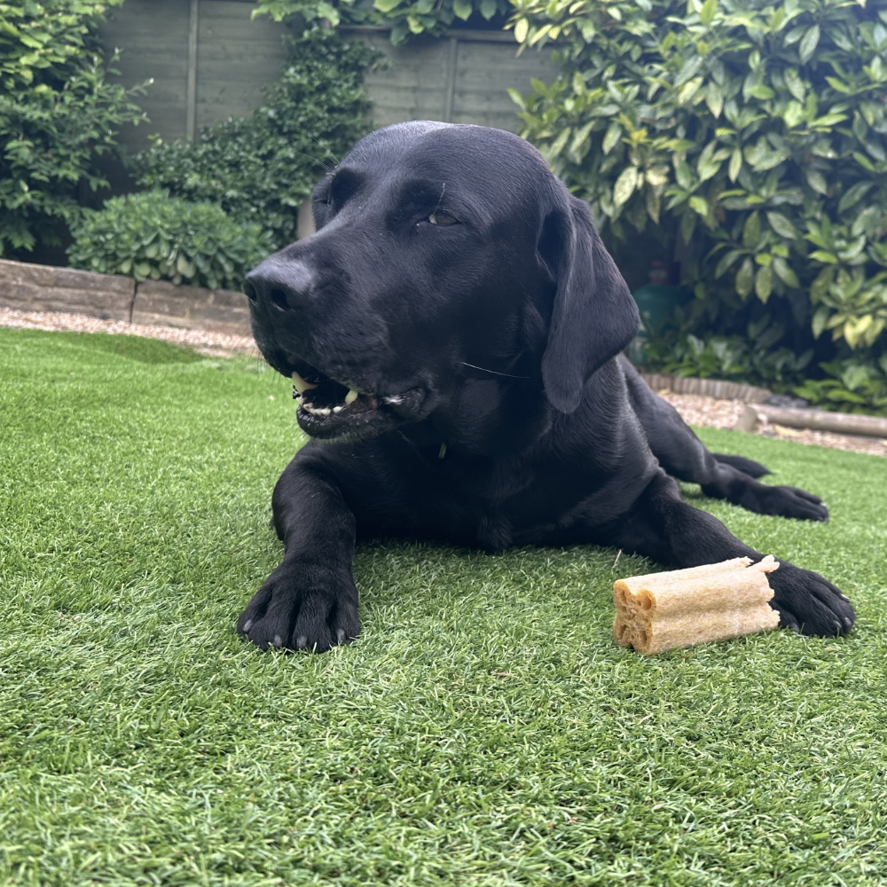 Paul's dog hugo lying down next to chew