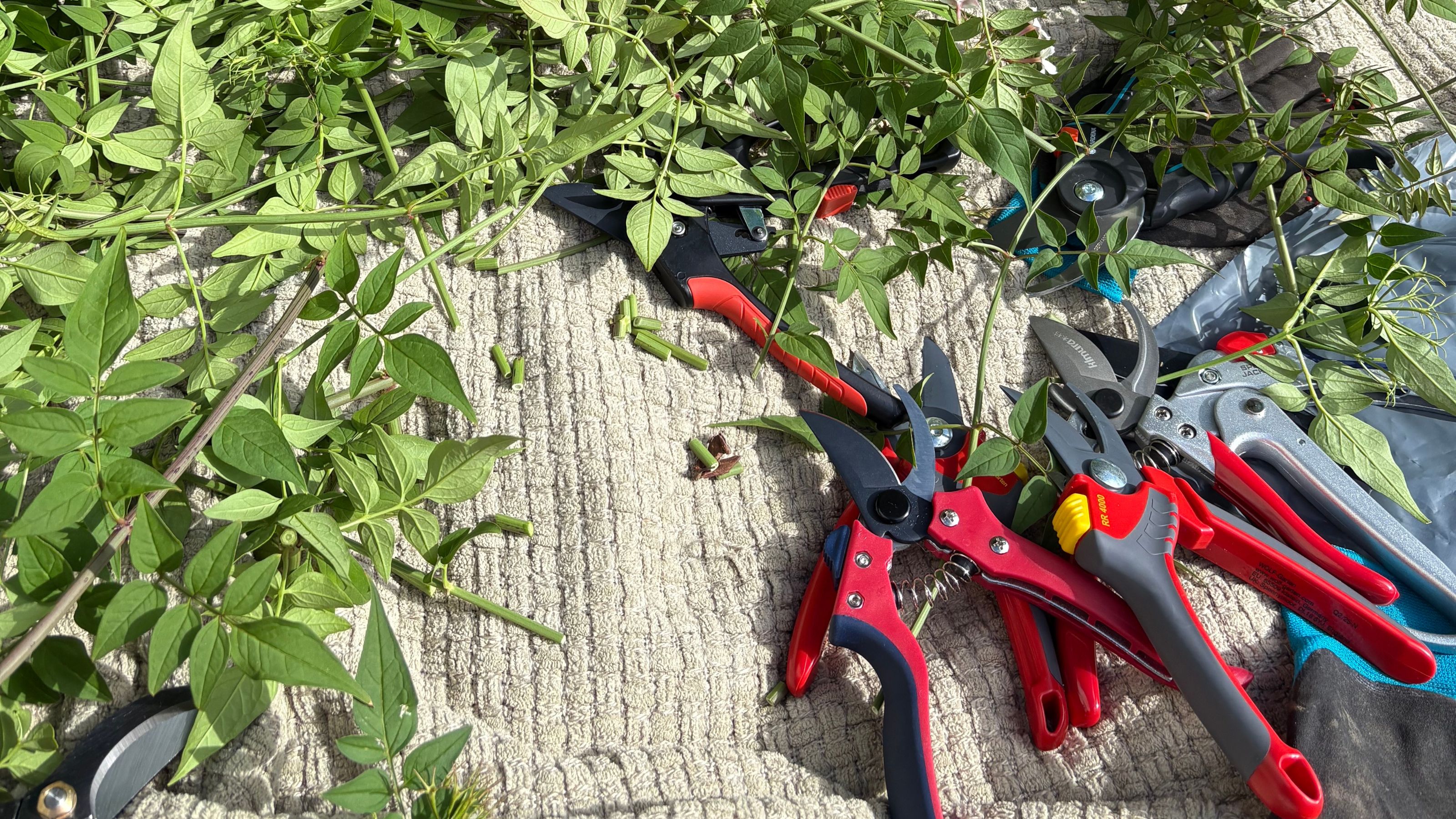 WOLF-Garten, Spear &amp; Jackson and Wilkinson Sword secateurs surrounded by jasmine clippings on blanket in garden