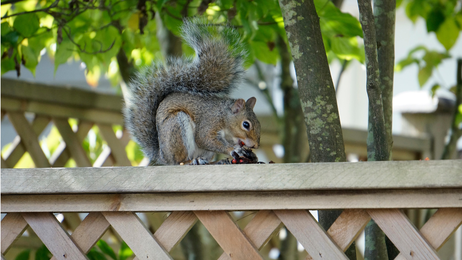 Eastern vs Western gray squirrels