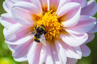 bumblebee on pink dahlia flower