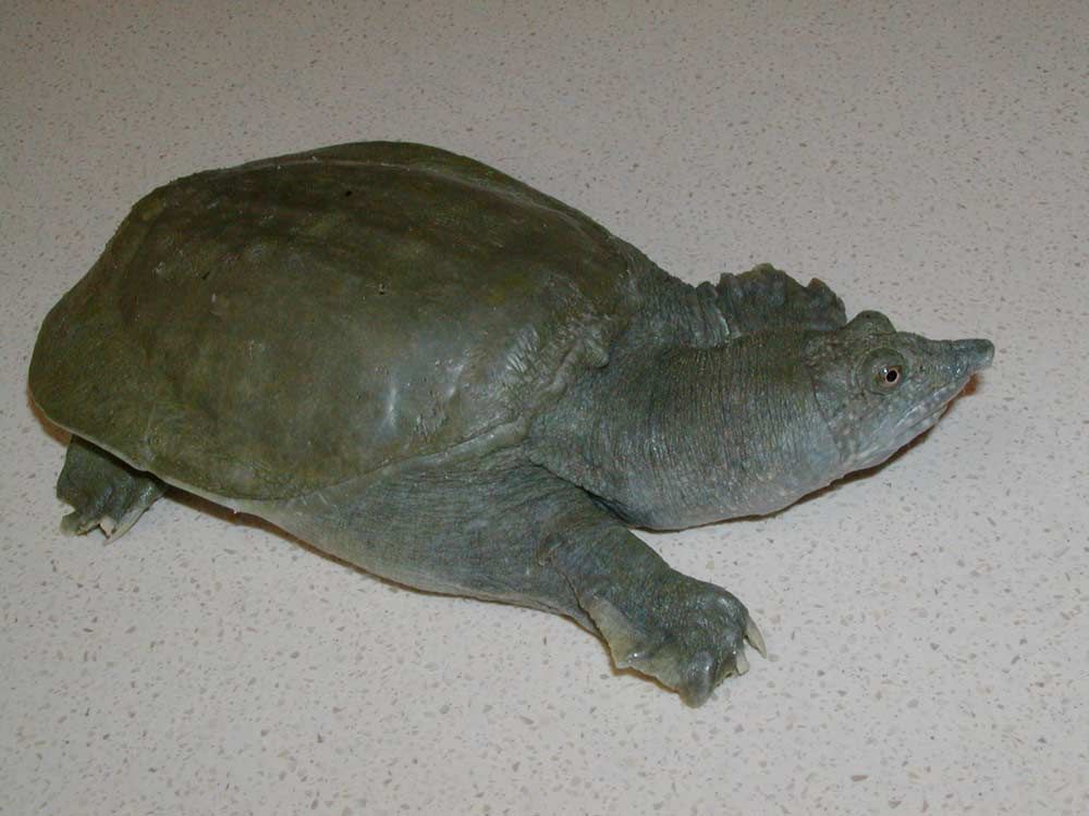 Chinese soft-shelled turtle that pees from its mouth