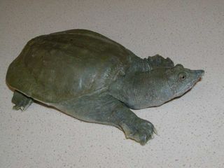 The Chinese soft-shelled turtle (Pelodiscus sinensis) excretes urea, the waste product of urine, from its mouth, scientists report Oct. 11, 2012, in the Journal of Experimental Biology.