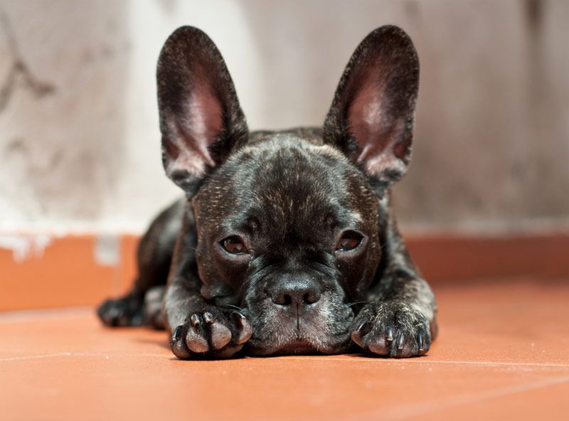 french bulldog lying on the floor