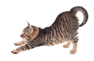 Cat with butt in the air.