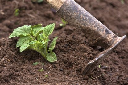 hilling potatoes