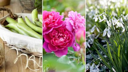 composite image of what to plant in February, including snowdrops, roses, and broad beans