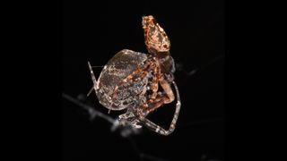 The persistent threat of sexual cannibalism by females, which are roughly twice the size of male orb-weavers, may have driven the evolution of this life-saving catapult mechanism.