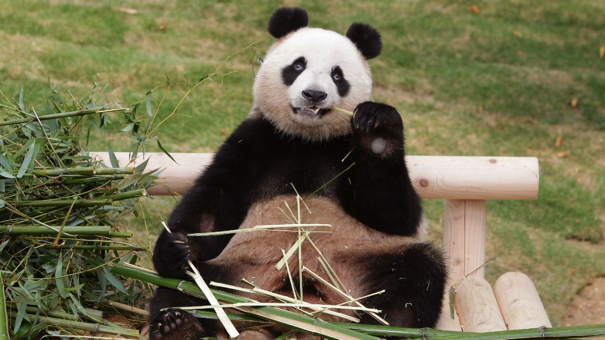 160407-panda-everland.jpg