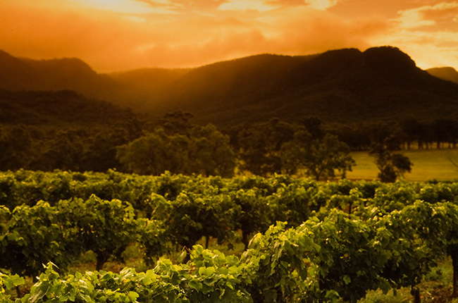 Hunter Valley wineries