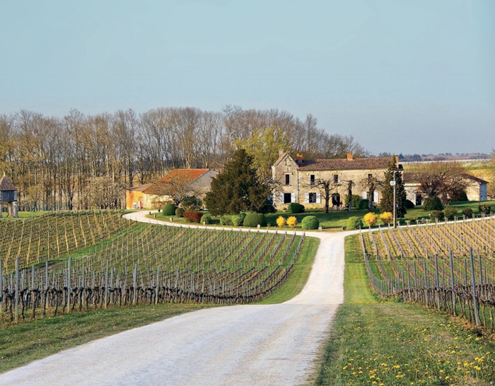 Ch&amp;acirc;teau Corbin and some of its Merlot vines