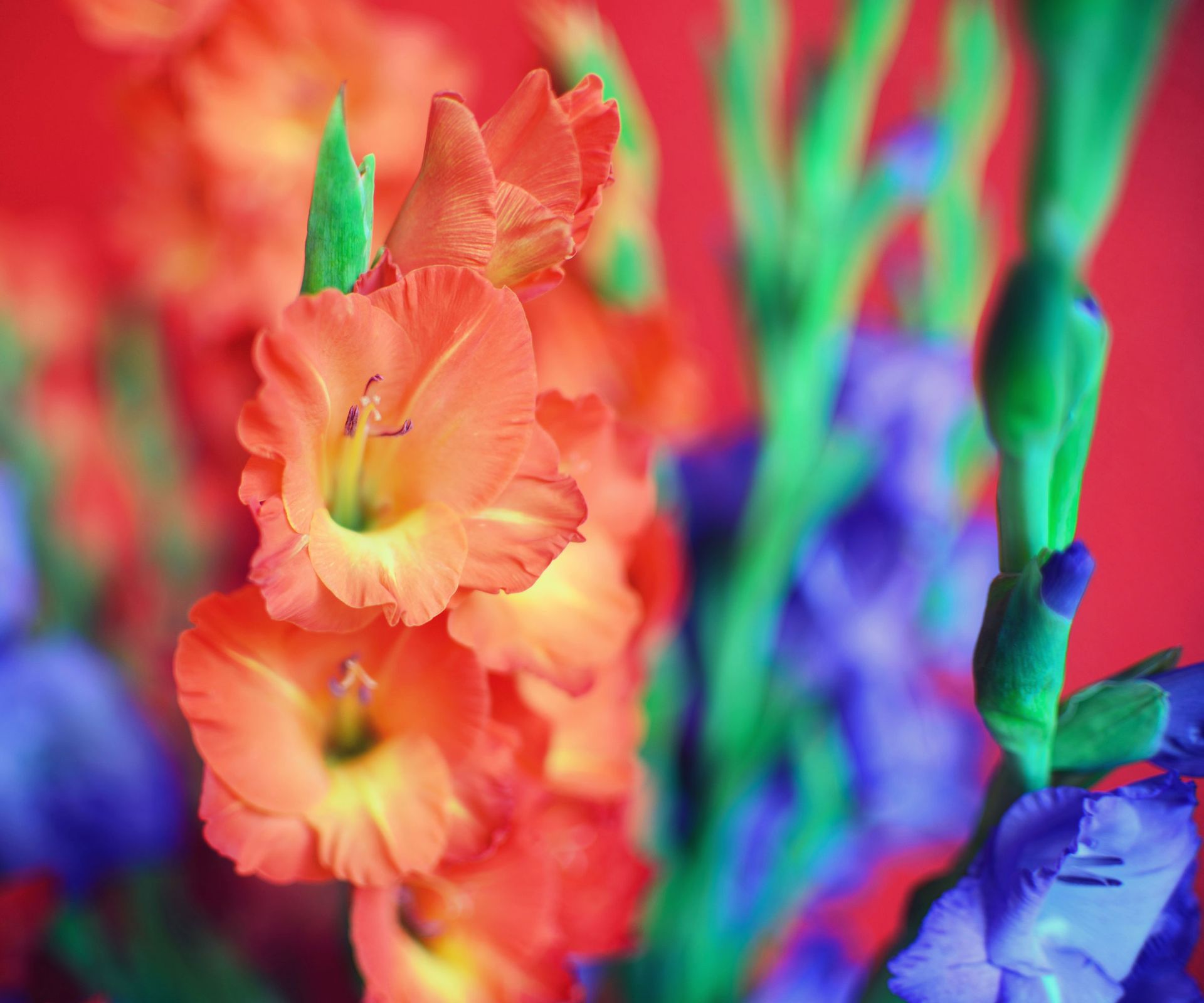 orange gladiolus in full bloom against background of purple gladiolus