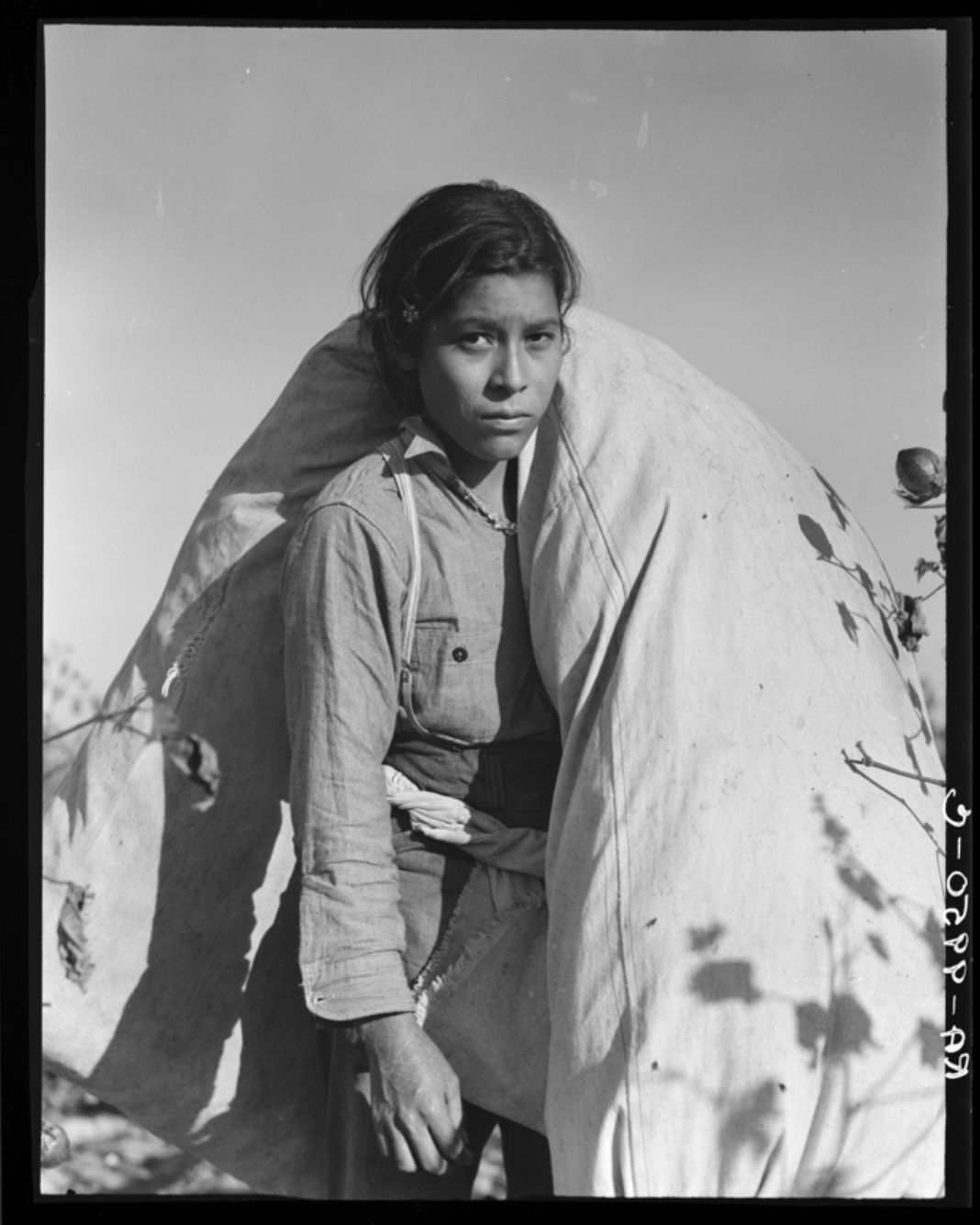 A young cotton picker looks directly at the camera while carrying a large, bulging picking sack slung over one shoulder in a cotton field.