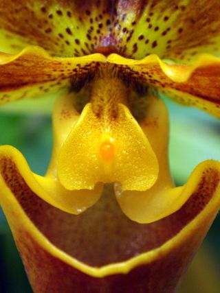 rare orchids, diversity