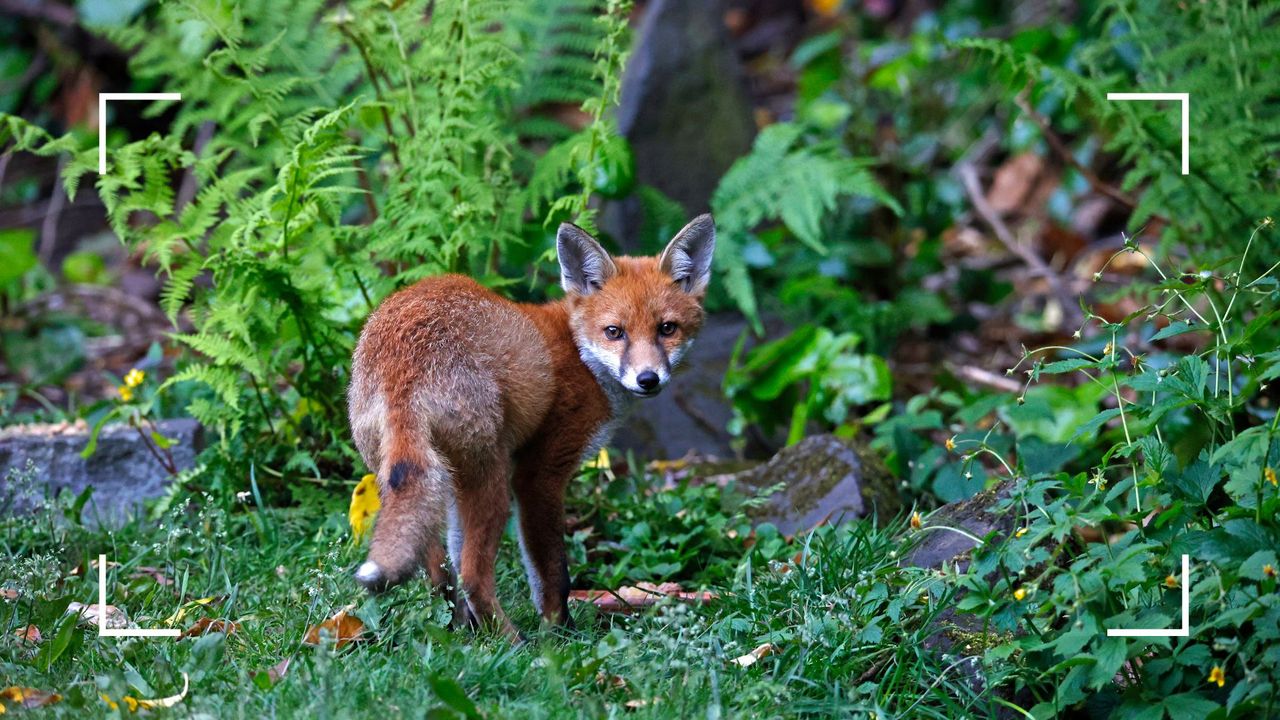 picture of fox in garden looking back to support a guide on how to stop foxes coming in your garden