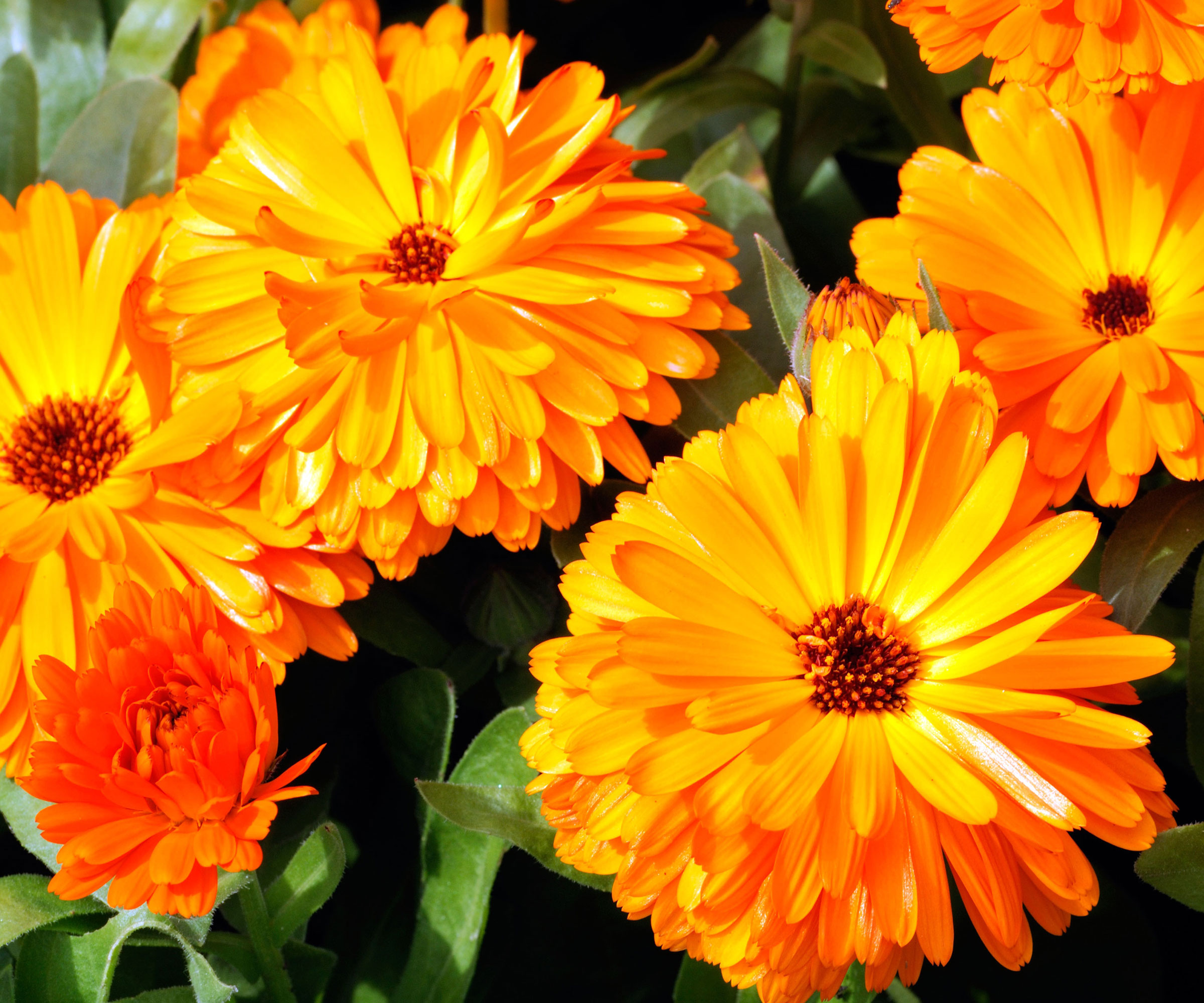 calendula plants with bright orange flower heads