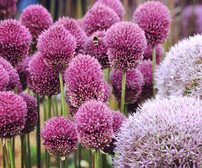 8 Flowering Alliums For Showstopping Beds And Borders | Gardening Know How