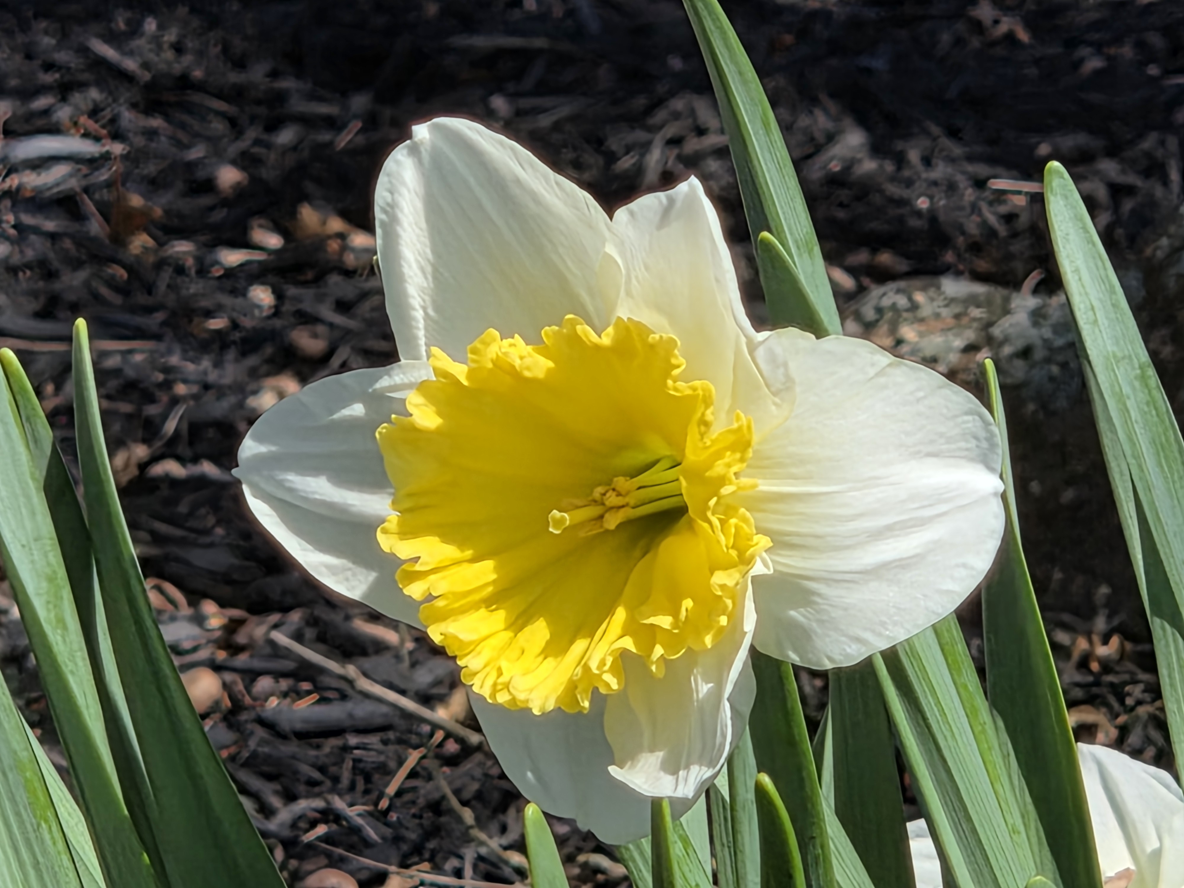 Samsung Galaxy S26 Plus camera samples