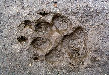 paw-print.jpg