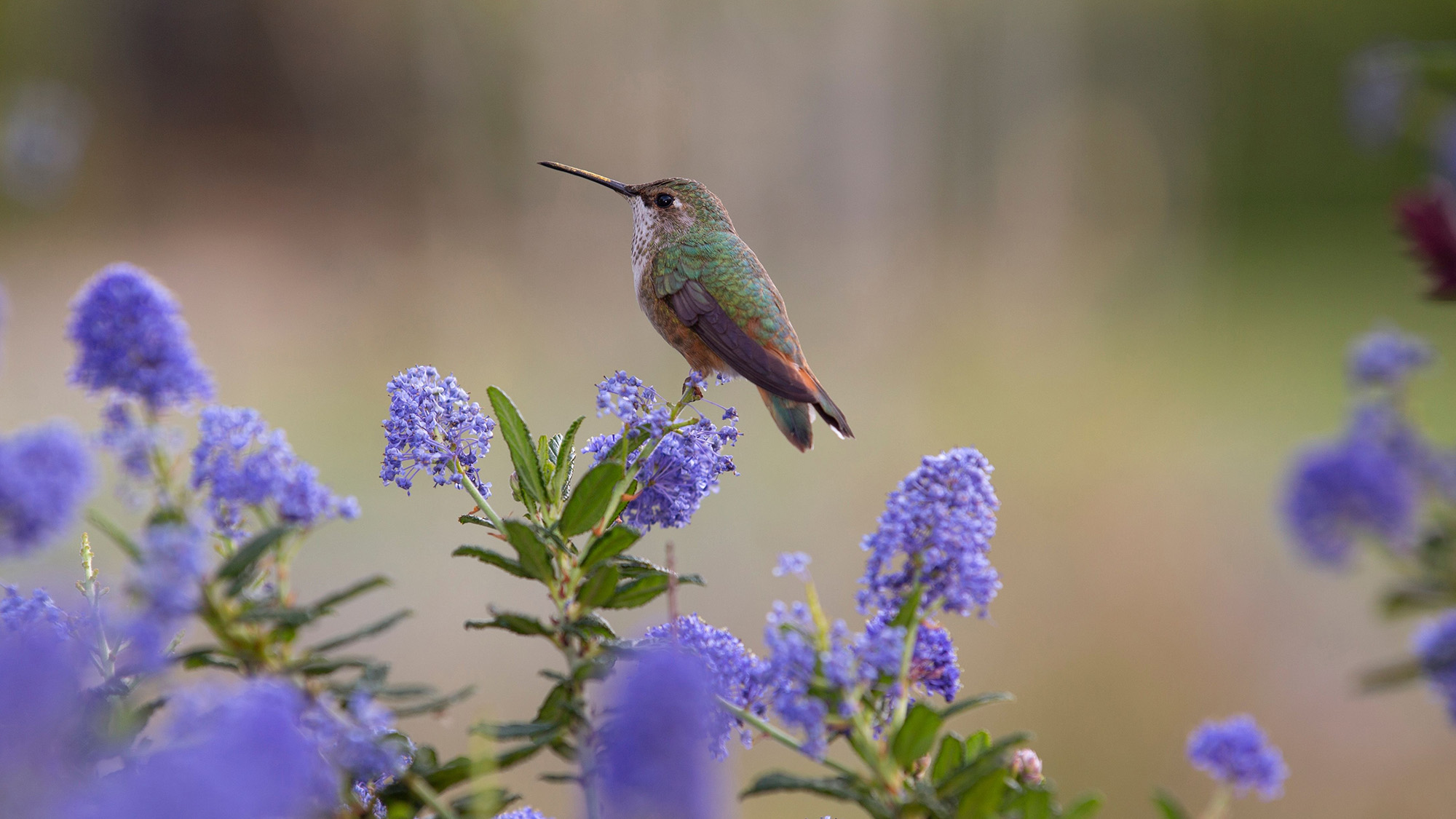 Hummingbird on ceonothus