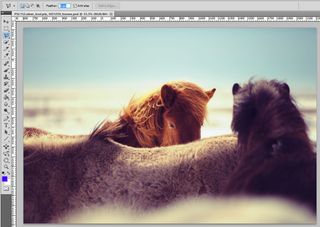 horses in Photoshop