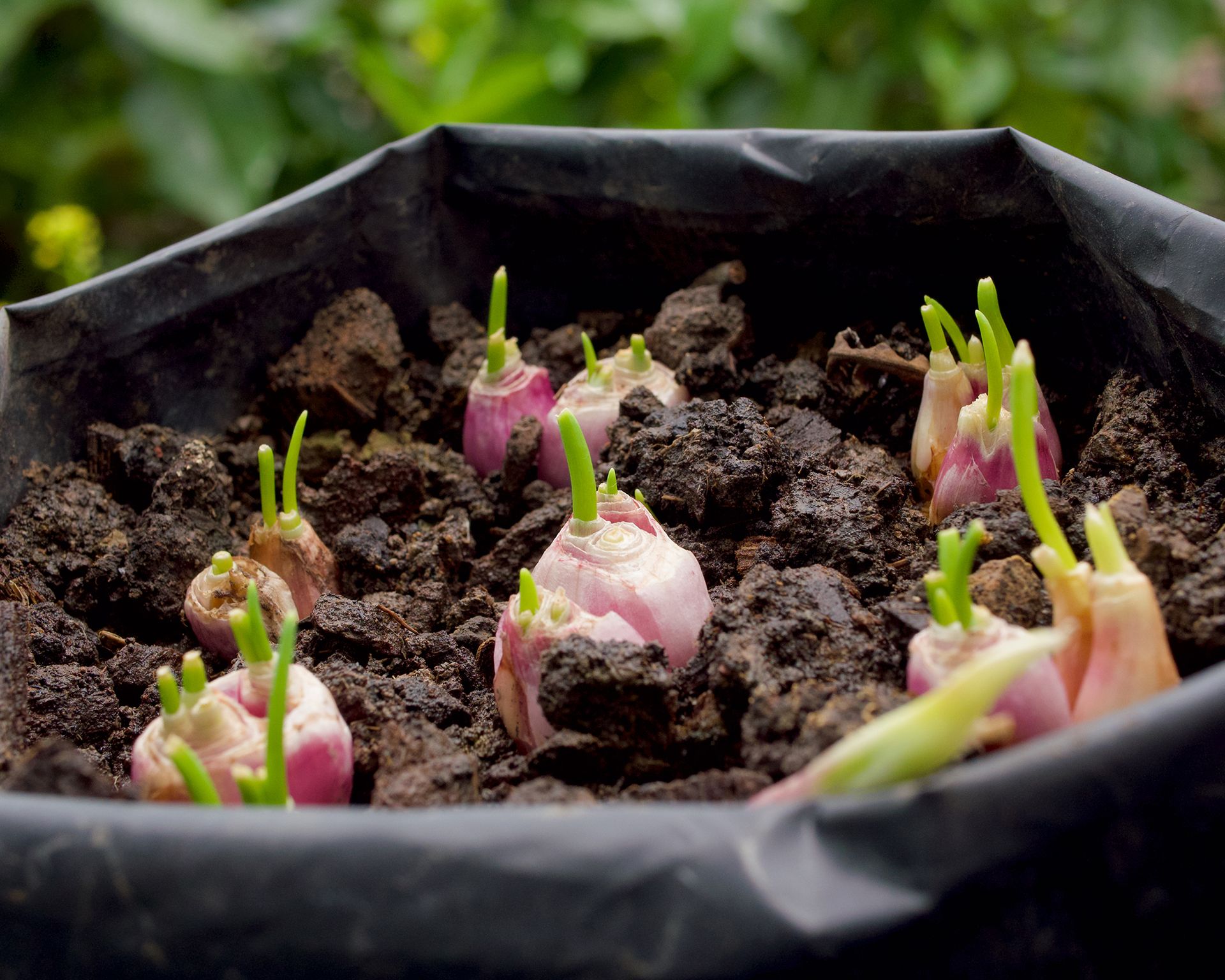 Shallots growing in plastic bag