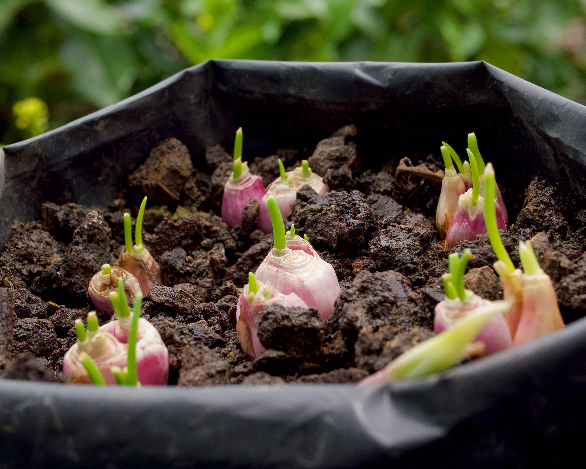 Shallots growing in plastic bag