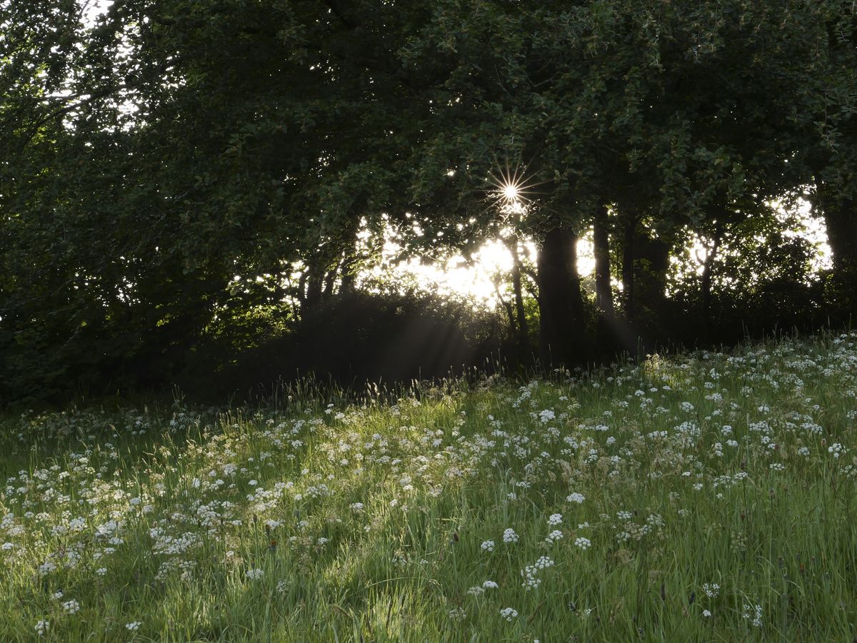 Sample image taken with the Panasonic Lumix L10; a wildflower meadow, with early sunlight bursting through trees