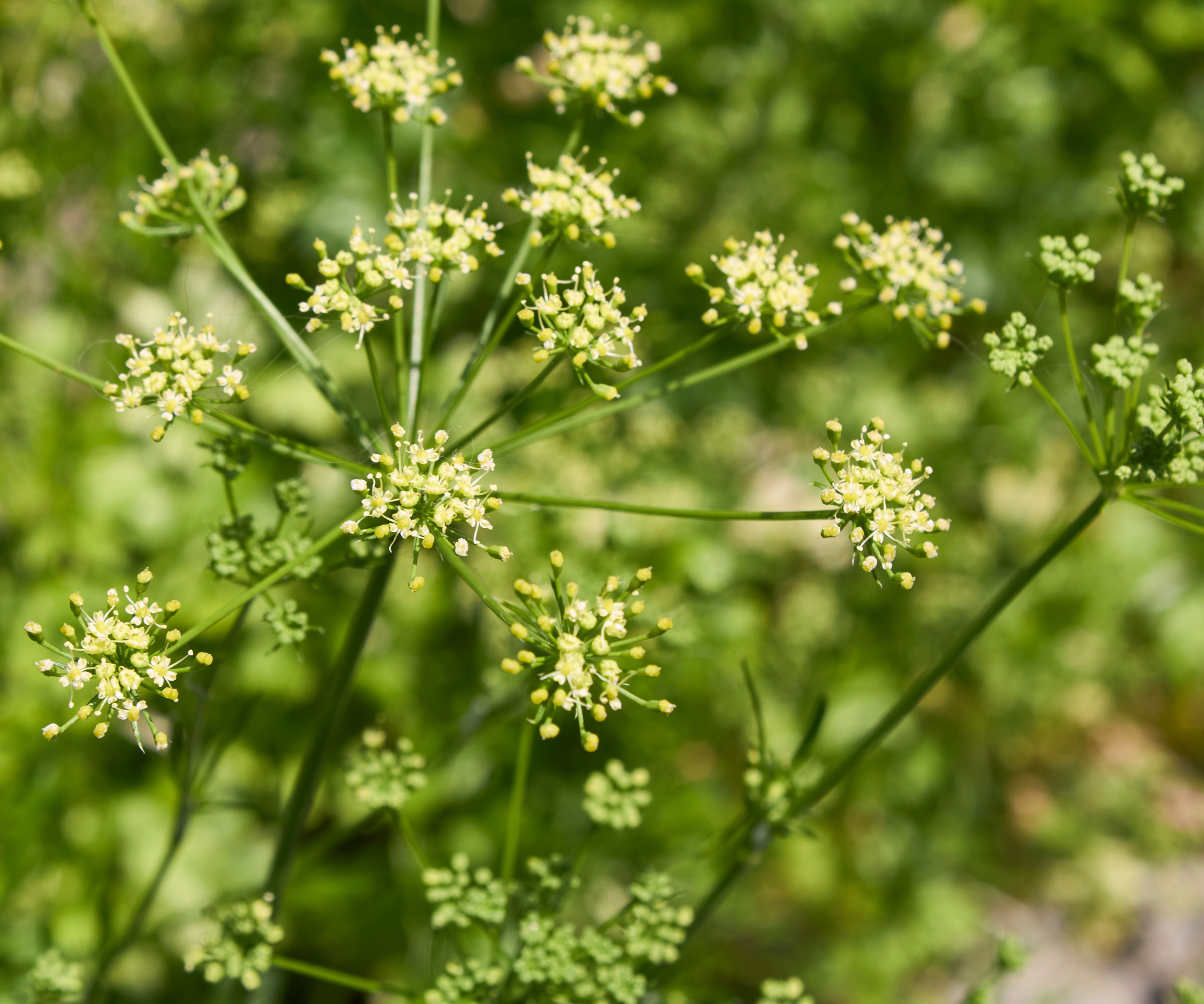 parsley plant with yellow flowers