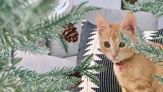 picture of orange cat near Christmas tree with pinecone