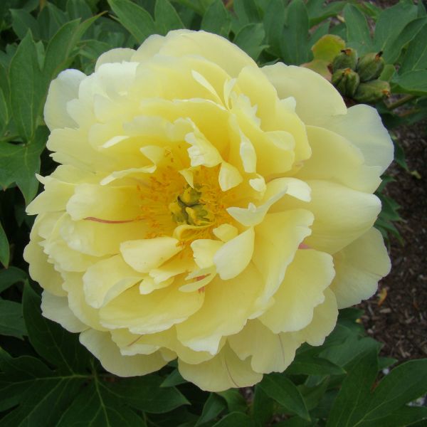 Garden Candy&amp;trade; Pineapple Fizz&amp;trade; Itoh Peony