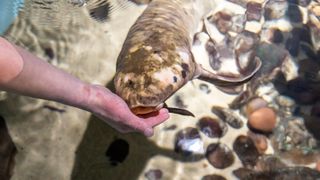 The lungfish feeds out of a human's hand