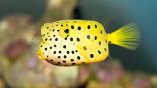 Yellow boxfish