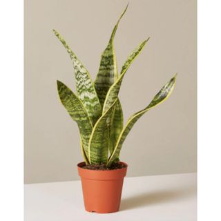 Small snake plant