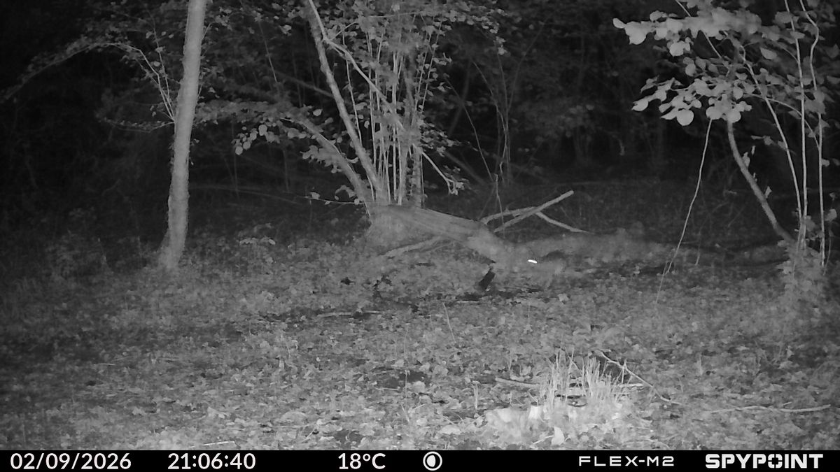 Sample images from the Spypoint FLEX-M2 trail camera