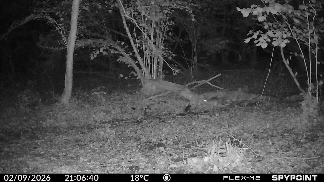 Sample images from the Spypoint FLEX-M2 trail camera