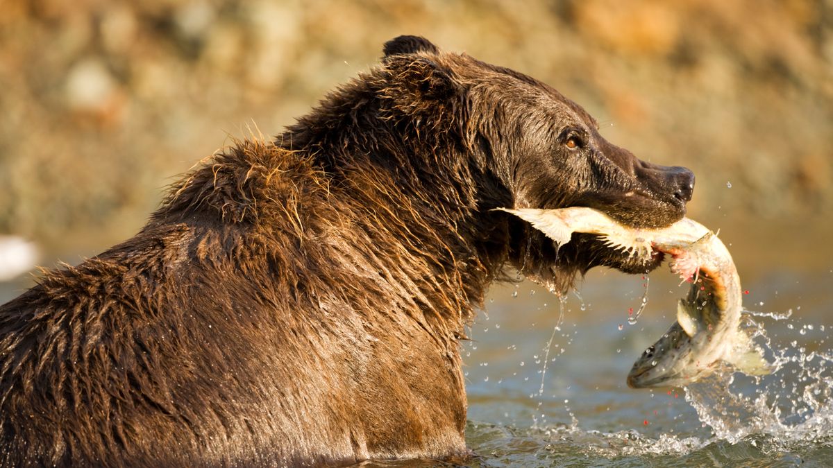 Grizzly bear with salmon