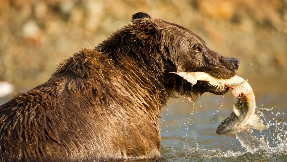 Can’t wait for Fat Bear Week? Cast an early vote now for what makes a victorious bruin in your book